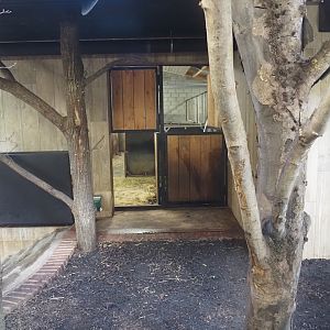 Pygmy hippopotamus indoor exhibit, 2025-09-30