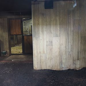 Pygmy hippopotamus indoor exhibit, 2025-09-30