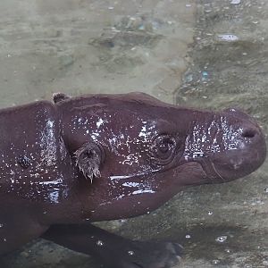 Western pygmy hippopotamus (Choeropsis liberiensis liberiensis), 2025-09-30