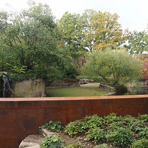 Pygmy hippopotamus exhibit, 2025-09-30