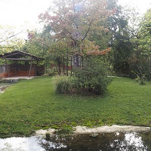 Mountain bongo and Kirk's dik-dik paddock, 2025-09-30
