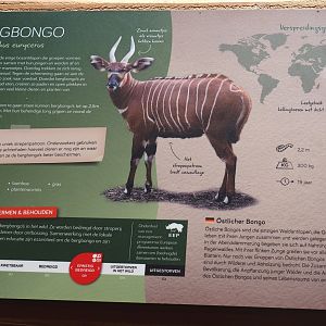 Mountain bongo signage, 2025-09-30