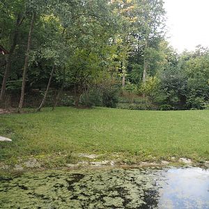 Mountain bongo and Kirk's dik-dik paddock, 2025-09-30