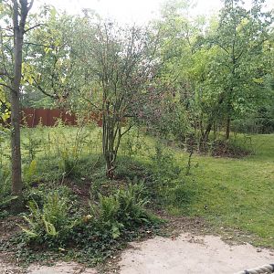 Mountain bongo and Kirk's dik-dik paddock, 2025-09-30