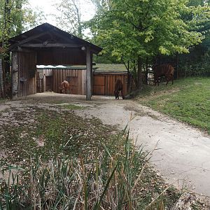 Part of Mountain bongo and Kirk's dik-dik paddock with shelter and access to stable, 2025-09-30