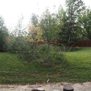 Mountain bongo and Kirk's dik-dik paddock, 2025-09-30