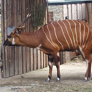 Mountain bongo (Tragelaphus eurycerus isaaci), 2025-09-30