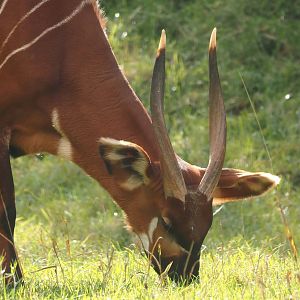Mountain bongo (Tragelaphus eurycerus isaaci), 2025-09-30