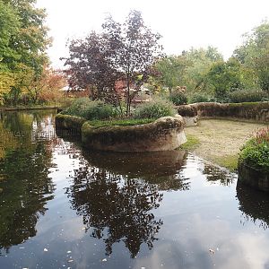 First pygmy hippopotamus exhibit, 2025-09-30