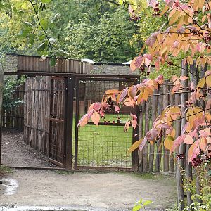 Gates and corridor connection pygmy hippopotamus exhibits, 2025-09-30