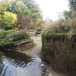 First pygmy hippopotamus exhibit, 2025-09-30