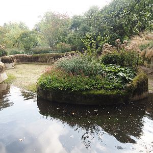 First pygmy hippopotamus exhibit, 2025-09-30