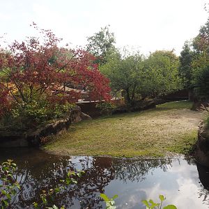 Second pygmy hippopotamus exhibit, 2025-09-30