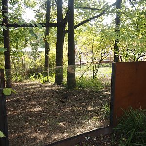 Forested land area extension connected to second pygmy hippopotamus exhibit, 2025-09-30