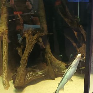 Heros efasciatus and Duckbill Catfish