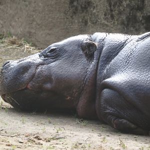 Western pygmy hippopotamus (Choeropsis liberiensis liberiensis), 2025-09-30