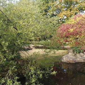 Second pygmy hippopotamus exhibit, 2025-09-30