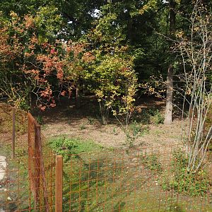 Forested land area extension connected to second pygmy hippopotamus exhibit, 2025-09-30