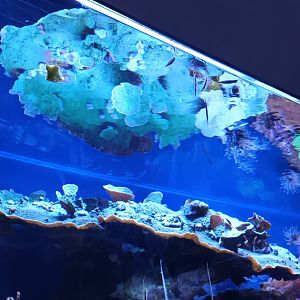 Example of Reef Tank