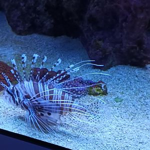Razorfishes and Spotfin Lionfish
