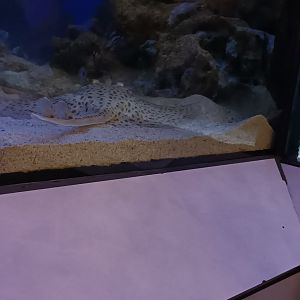 Spotted Ray