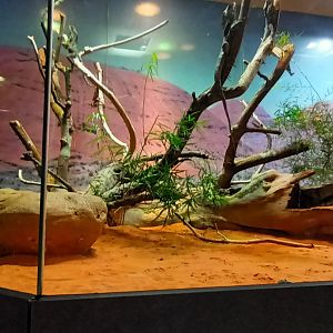 Central bearded Dragon, Frilled Lizard and Kimberley rock Monitor Habitat
