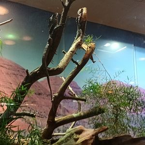 Frilled Lizards and Kimberley rock Monitor