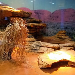 Black headed Python Habitat