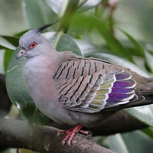 Crested Bronzewing (Ocyphaps lophotes)