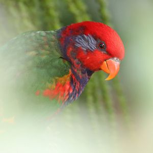 Hybrid Lory
