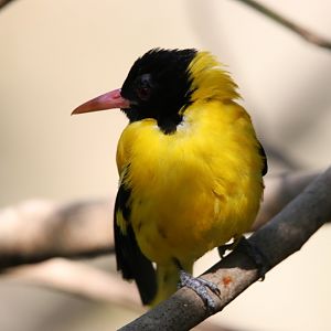 Black-hooded Oriole (Oriolus xanthomus)