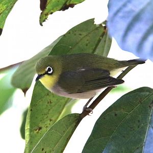 White-eye sp.