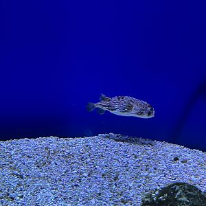 Galápagos Islands, Porcupine Fish