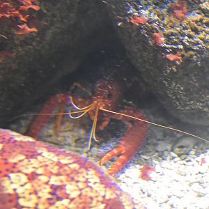 Ocean Realm - Lobster/Shrimp ID?