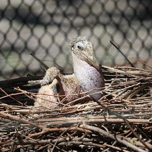 Marabou Stork Chick (Leptoptilos crumenifer)