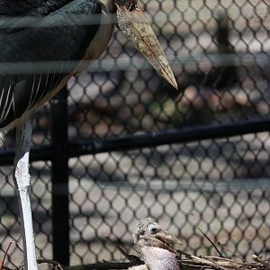 Marabou Stork Parent and Chick