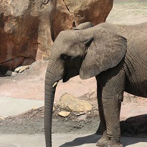African Elephant drinking