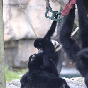 Baby Siamang harassing family
