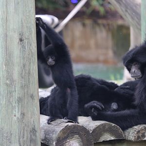 Baby Siamang with family