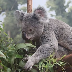 Queensland Koala (Phascolarctos cinereus adustus)