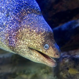 California Moray (Gymnothorax mordax)