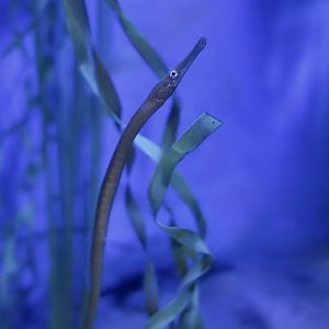 Bay Pipefish (Syngnathus californiensis)