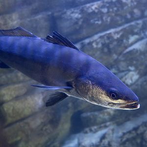 White Seabass or White Weakfish (Atractoscion nobilis)