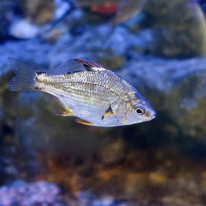 Dwarf Perch (Micrometrus minimus)