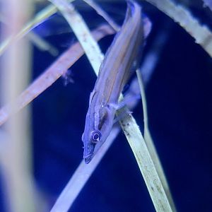 Giant Kelpfish (Heterostichus rostratus) young