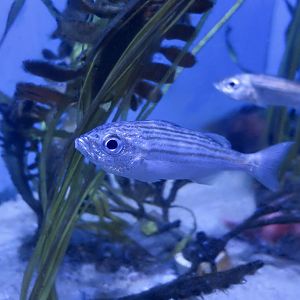 California Salema (Brachygenys californiensis)