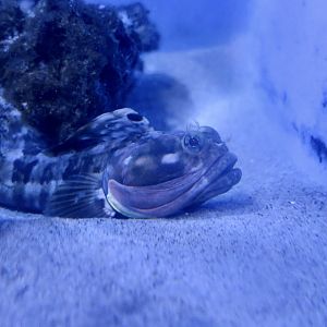 Sarcastic Fringehead (Neoclinus blanchardi)