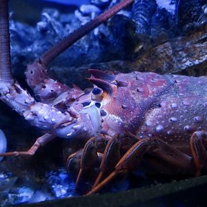 California Spiny Lobster (Panulirus interruptus)