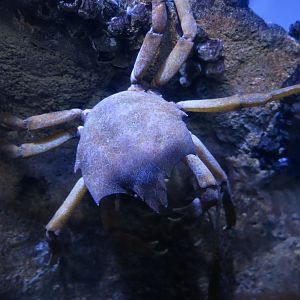Northern Kelp Crab (Pugettia producta)