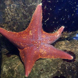 Bat Star (Patiria miniata)
